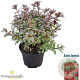 Rhododendron (AJ) Geisha Red 20-25 cm 2,0L