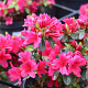 Rhododendron (AJ) Geisha Red 30-40 cm 4,0L