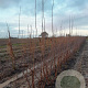 Prunus serrula 200-250 cm draadkluit meerstammig
