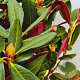 Rhododendron 'Wine & Roses' 30-40 cm 5,0L struik