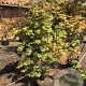 Acer palmatum 175-200 cm 20L