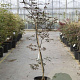 Acer pal. 'Bloodgood' 100-125 cm 12L
