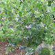 Vaccinium c. 'Bluecrisp' 30-40 cm 10L