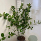 Aronia melanocarpa 60-80 cm 5,0L