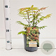 Sorbaria sorbif. 'Sem' 30-40 cm 2,5L