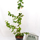 Corylus a. Medusa 40-60 cm 3,0L