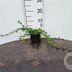 Cotoneaster dammeri 20-30 cm C1.3