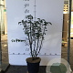 Euonymus alatus 60-80 cm 7,5L