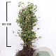 Fagus sylvatica 80-100 cm wortelgoed