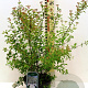 Spiraea vanhouttei 40-50 cm 3,0L