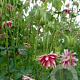 Aquilegia 'Nora Barlow' GM P9