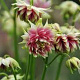 Aquilegia 'Nora Barlow' GM P9