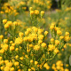 Aster linosyris GM P9