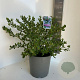 Ceanothus griseus 'Yankee Point' 50-60 cm 5,0L