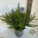 Ceanothus impressus 'Victoria' 35-40 cm P27