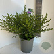 Ceanothus impressus 'Victoria' 35-40 cm P27