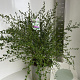 Ceanothus thyr. 'Millerton Point' 60-70 cm P27