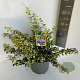 Euonymus fort. Blondy 30-40 cm 5,0L