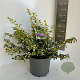 Euonymus fort. Blondy 30-40 cm 5,0L