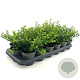 Ilex crenata 'Convexa' 10-15 cm P9,5
