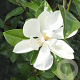 Magnolia grand. 'Ferruginea' 12-14 cm 45L 250 cm stam dakvorm