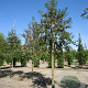 Malus 'Red Sentinel' 12-14 cm container 180 cm stam lei 180x120