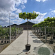 Platanus hispanica 12-14 cm 45L 285 cm stam dakvorm 150