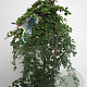 Cotoneaster pr. 'Queen of Carpets' 120 cm stam 7,5L