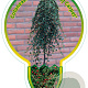Cotoneaster pr. 'Queen of Carpets' 120 cm stam 7,5L
