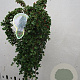 Cotoneaster pr. 'Queen of Carpets' 120 cm stam 7,5L