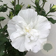 Hibiscus syr. White Chiffon 50-60 cm 7,5L
