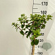 Hydrangea pan. Sundae Fraise 120 cm stam 7,5L