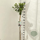 Hydrangea pan. Sundae Fraise 120 cm stam 7,5L