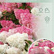 Hydrangea pan. Vanille-Fraise 70 cm stam 7,5L
