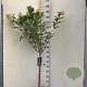 Hydrangea pan. Vanille-Fraise 70 cm stam 7,5L