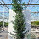Ilex meserv. Blue Maid 90 cm stam 10L
