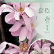 Magnolia loebneri 'Leonard Messel' 100-125 cm 15L