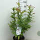 Magnolia stellata 80-100 cm 15L