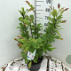 Magnolia stellata 80-100 cm 15L
