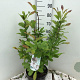 Magnolia stellata 80-100 cm 15L