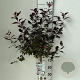 Prunus cistena 90 cm stam 7,5L