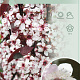 Prunus cistena 90 cm stam 7,5L