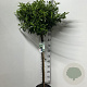 Prunus l. 'Angustifolia' 90 cm stam 10L
