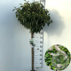 Prunus l. 'Angustifolia' 90 cm stam 10L