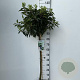 Prunus l. 'Angustifolia' 90 cm stam 10L