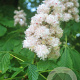 Aesculus hip. 'Baumannii' 80-100 cm 12L