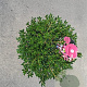 Rhododendron Bloombux Magenta 30-40 cm 5,0L bol