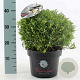 Rhododendron Bloombux 30-40 cm 5,0L bol