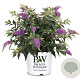 Buddleja Purple Chip 60-80 cm 12L