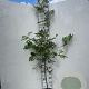 Sorbus aucuparia 200-225 cm 5,0L